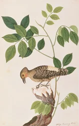 Buff-rumped Woodpecker, from “Drawings of Birds from Malacca”, c. 1805-18